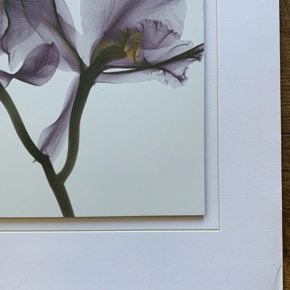 Albert Koetsier Purple Orchid X Ray Print Unframed - Picture 4 of 6